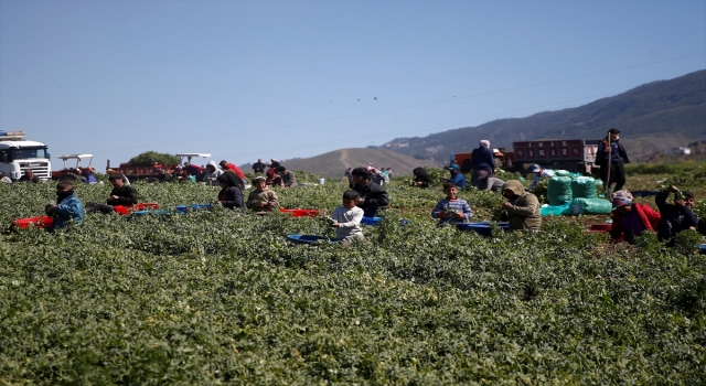 Depremzede tarım işçileri Arsuz’da bezelye hasadıyla geçimini sağlıyor