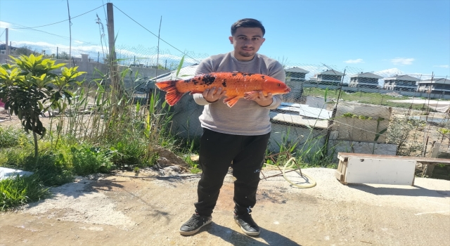 Antalya Serik’te ırmakta renkli sazan balığı yakalandı