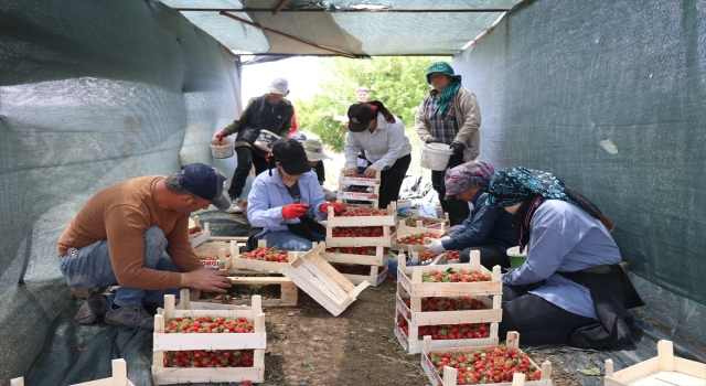 Hataylı çiftçiler çileğin hasadına başladı