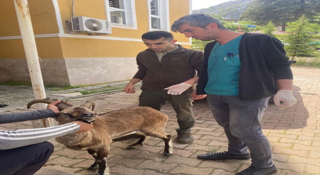 Antalya’da hareketsiz halde bulunan yaban keçisi tedavi edildi