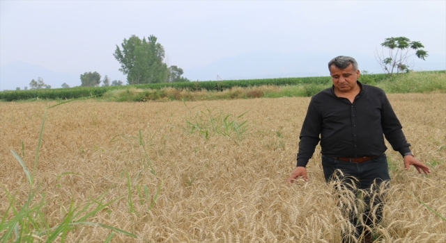 Çukurova’da buğday hasadı başladı
