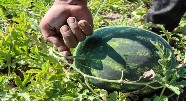 Adana’da havaların ısınmasıyla artan karpuz hasadı sürüyor