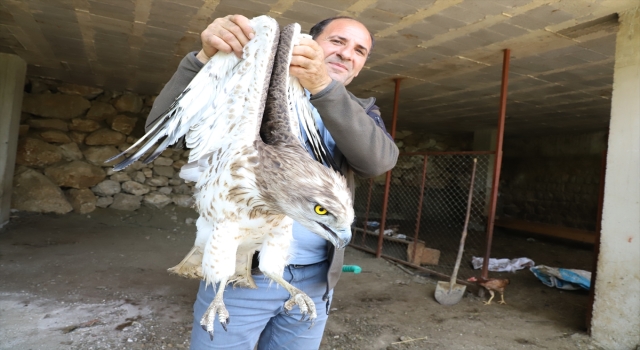 Kahramanmaraş’ta yaralı bulunan ”Yılan Kartalı” koruma altına alındı