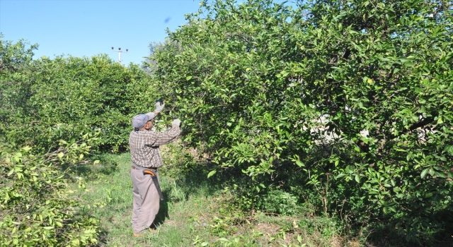 Finike’de portakal ve nar ağacı budama fiyatları belirlendi