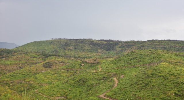 Manavgat’ta yanan ormanlık alanlarda yeşeren fidanlar 50 santimetreye ulaştı