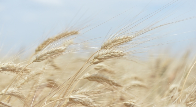 Kahramanmaraş’ta arpa ve buğday hasadı başladı