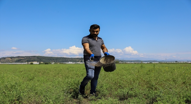 Aksu’daki mera arazilerinde iyileştirme çalışması yürütülüyor