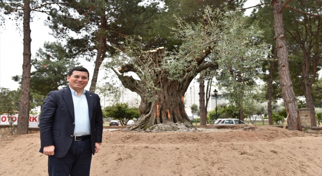 Kepez’de arazilere 30 bin zeytin ağacı dikilecek