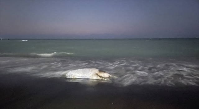 Hatay’da ölü caretta caretta sahile vurdu