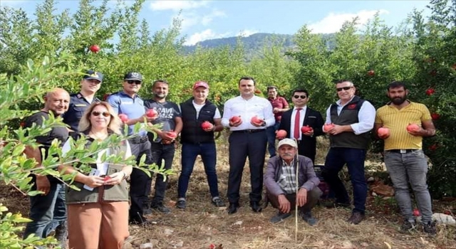 Finike’de nar hasadı başladı