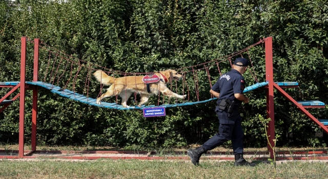 Özel eğitimli köpek ”Şans”a yangınlarda büyük görev düşüyor