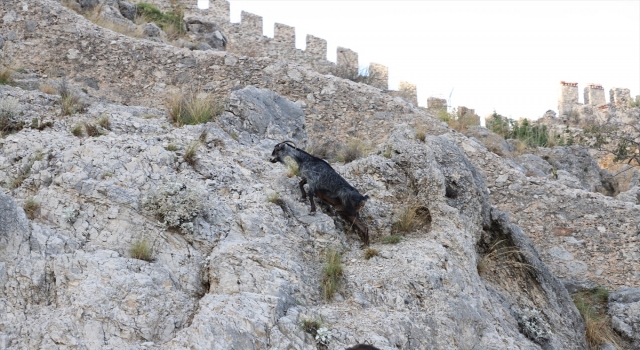 Alanya’da tedavisi tamamlanan dağ keçisi doğal ortamına bırakıldı