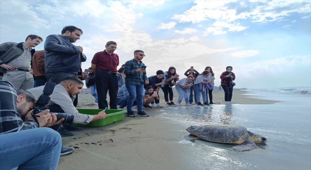 Hatay’da tedavisi tamamlanan caretta caretta denize bırakıldı