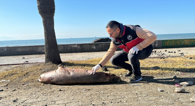 Hatay’ın Dörtyol ilçesi sahilinde ölü Akdeniz foku bulundu
