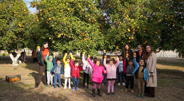 Mersin’de kreş öğrencileri portakal hasadı yaptı