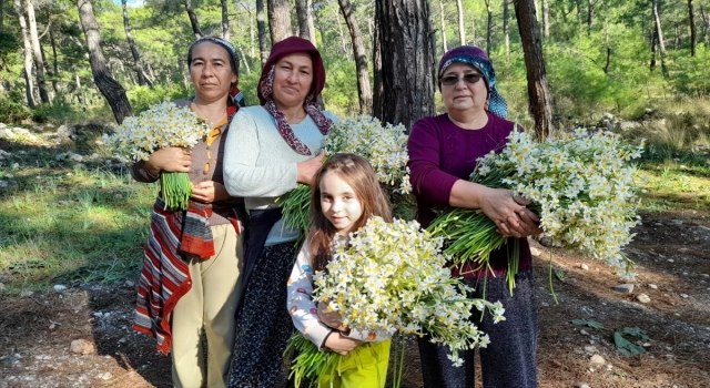 Kumluca’nın Gelidonya bölgesini nergis kokusu sardı