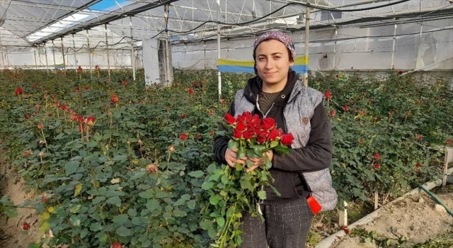 Antalya’da serada gülün hasadı aralık ayında da sürdü