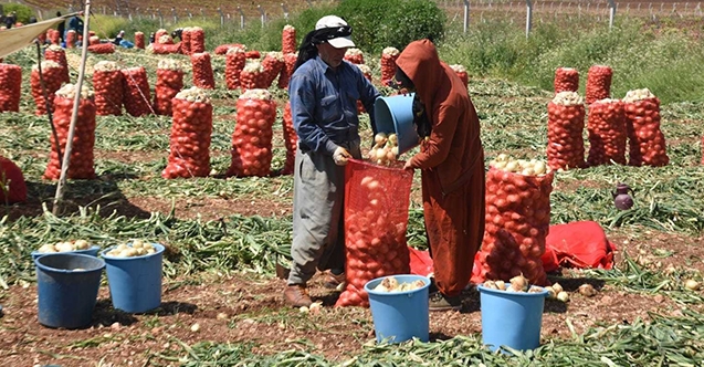 Adana&#039;da soğan hasadı başladı