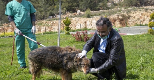 Mersin&#039;de trafik kazasında bacağı kırılan köpek tedaviyle yeniden yürümeye başladı