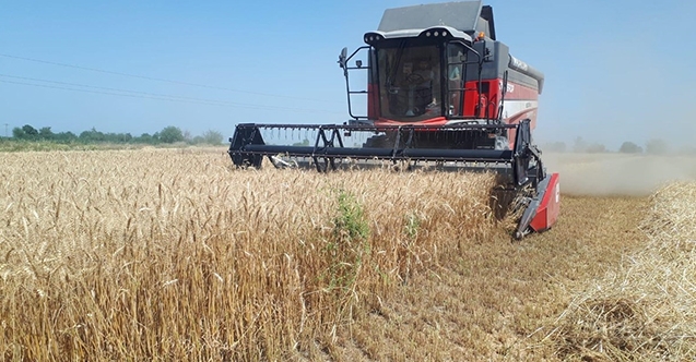 Adana'da buğday hasadı başladı
