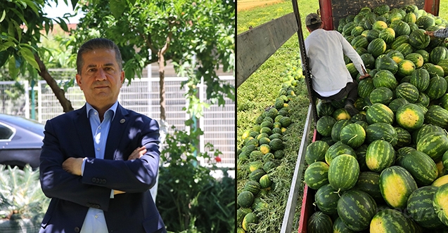 Adana'da karpuz hasadı başladı
