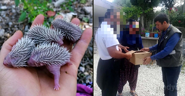 Anneleri ölen 4 yavru kirpi, koruma altına alındı