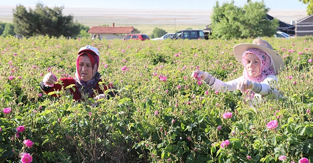 “Güller diyarında“ hasatta, “Kovid-19“ sessizliği