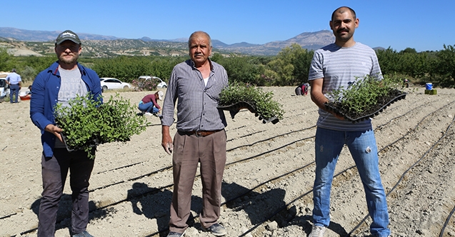 Mut’ta 20 bin şeker otu fidesi toprakla buluştu