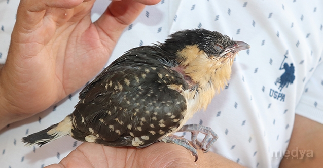 Osmaniye&#039;de yaralı bulunan tepeli guguk kuşu tedaviye alındı