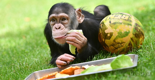 Şempanze “Can“ da uzun aradan sonra yuvasından çıktı