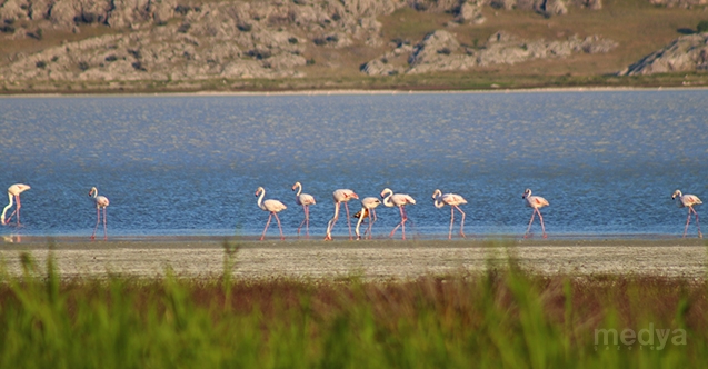 Burdur Yarışlı Gölü flamingoların vazgeçilmez durağı