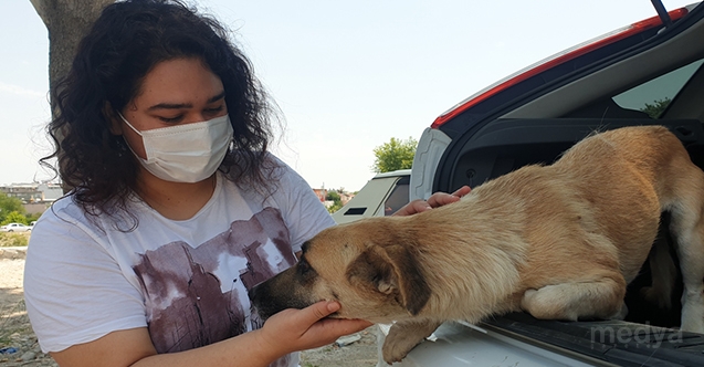 Osmaniye&#039;de yaralı bulunan sokak köpeği tedaviye yavrusuyla birlikte götürüldü