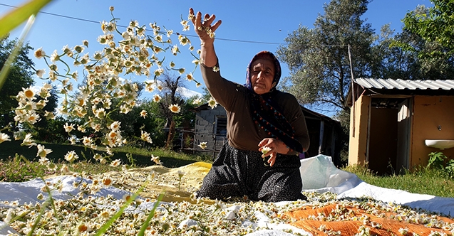 Torosların eteklerinde doğal yetişen papatya, kadınların geçim kapısı oldu