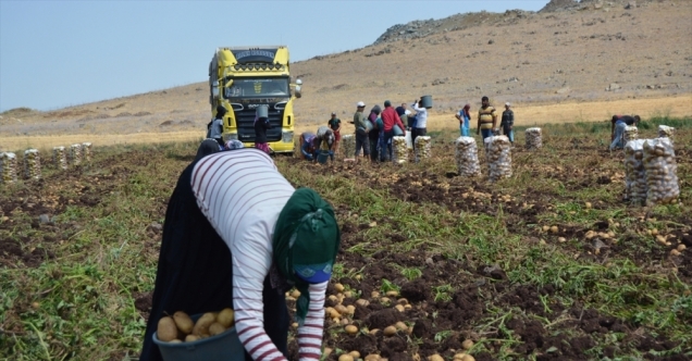 Gaziantep&#039;te patates hasadı başladı