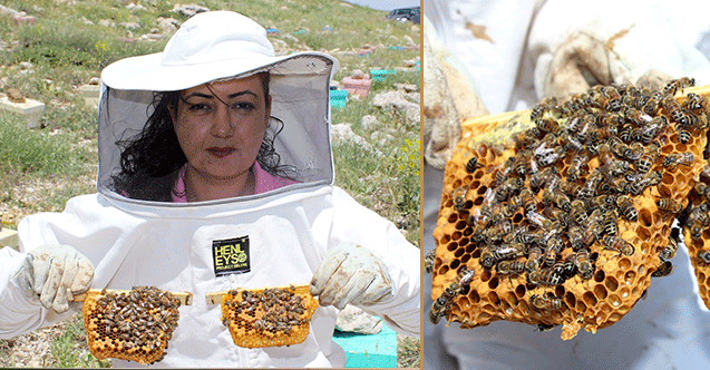 Mersin&#039;de yetiştirilen kraliçe arılar yurdun dört bir yanına gönderiliyor