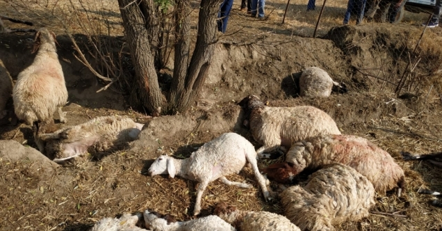 Antalya&#039;da yıldırım düşmesi sonucu 39 koyun telef oldu