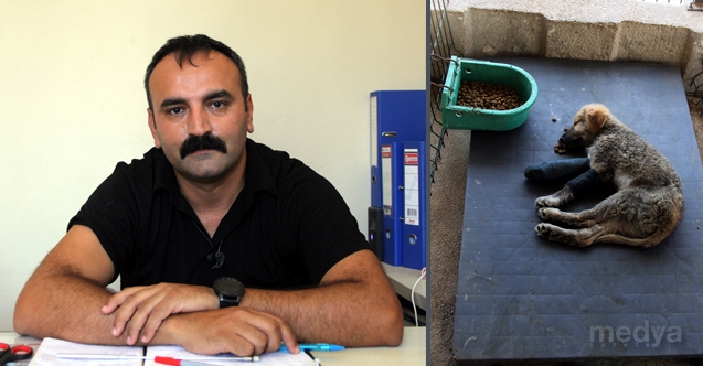 Sokak Hayvanlarina Hatay Buyuksehir Belediyesi Sefkati Hatayinternettv Com Youtube