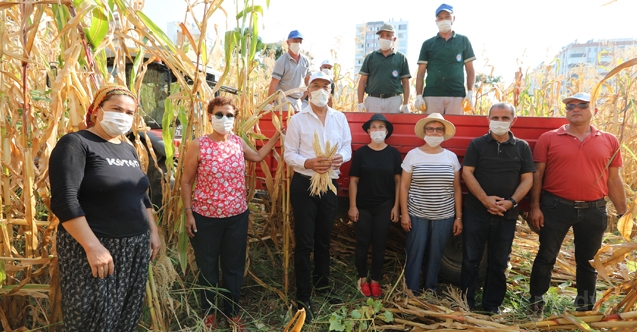 Mersin&#039;de boş arsalara ekilen mısırların hasadına başlandı
