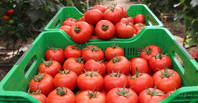 Örtü altı hasadına başlanan yayla domatesine talep arttı