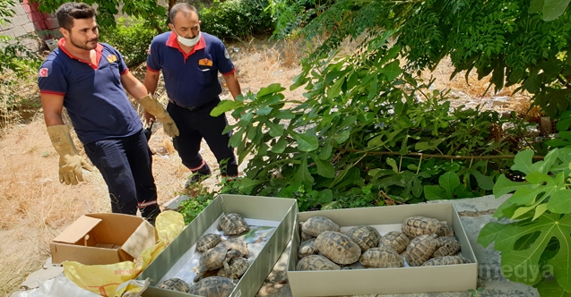 Osmaniye&#039;de evin bahçesindeki 50 kaplumbağa doğaya bırakıldı
