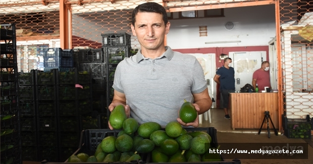 Antalya&#039;dan Bulgaristan&#039;a avokado ihracatı