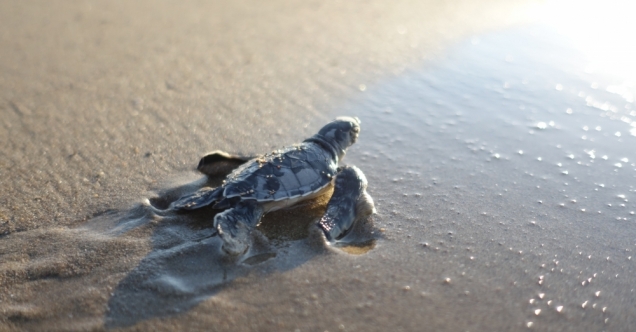 Belek&#039;te caretta caretta yuva sayısı 3 bin 200&#039;e ulaştı