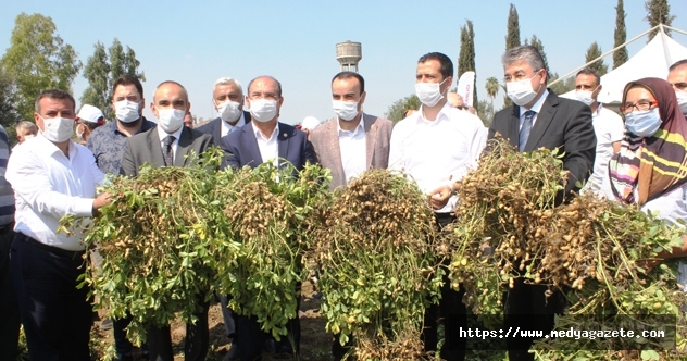 Osmaniye&#039;de tescilli yerfıstığı “Ayşehanım“ tanıtıldı
