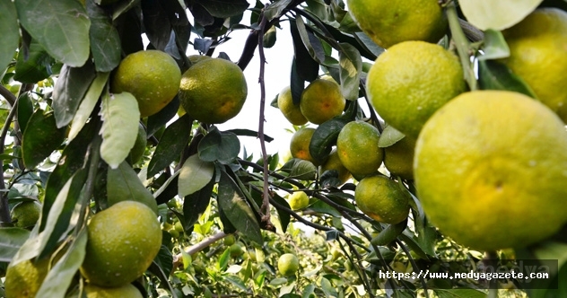 Kahramanmaraş’ta mandalina hasadına başlandı