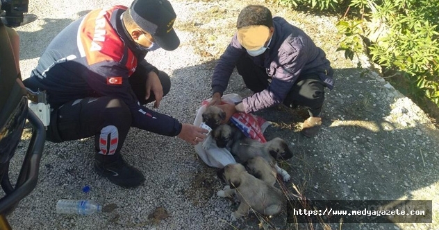 Adana&#039;da ölüme terk edilmek istenen yavru köpekleri jandarma kurtardı