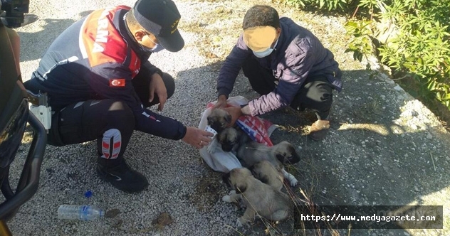 Adana Da Olume Terk Edilmek Istenen Yavru Kopekleri Jandarma Kurtardi Medya Gazete