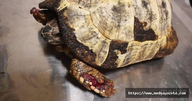 Ayakları yanmış halde bulduğu kaplumbağayı veterinere götürdü