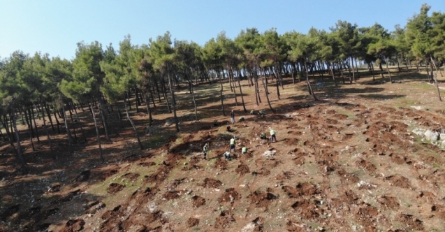 Hatay'da yanan orman alanları yeniden yeşillendiriliyor