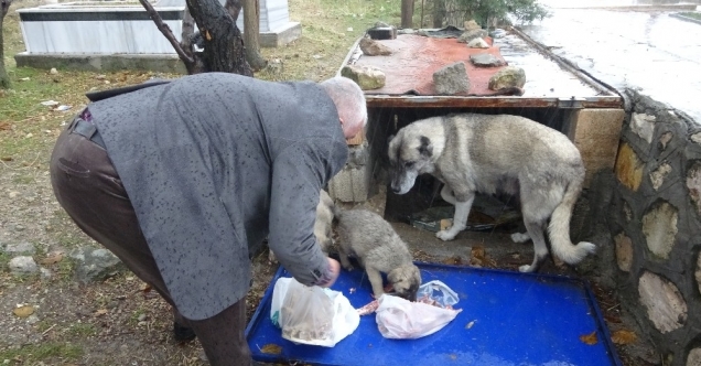 Aç kalan yavru köpeklerin yardımına Başkan Kıymaz yetişti