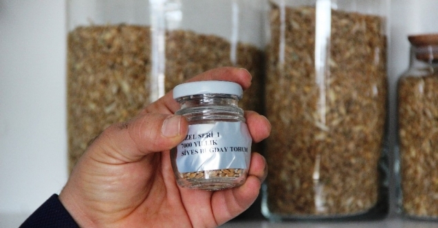 Altından bile değerli 7 bin yıllık tohumlar, Bodrum’da başak verecek